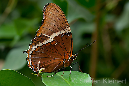 206 Schokoladenfalter - Siproeta epaphus